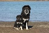 DOGUE DU TIBET 107